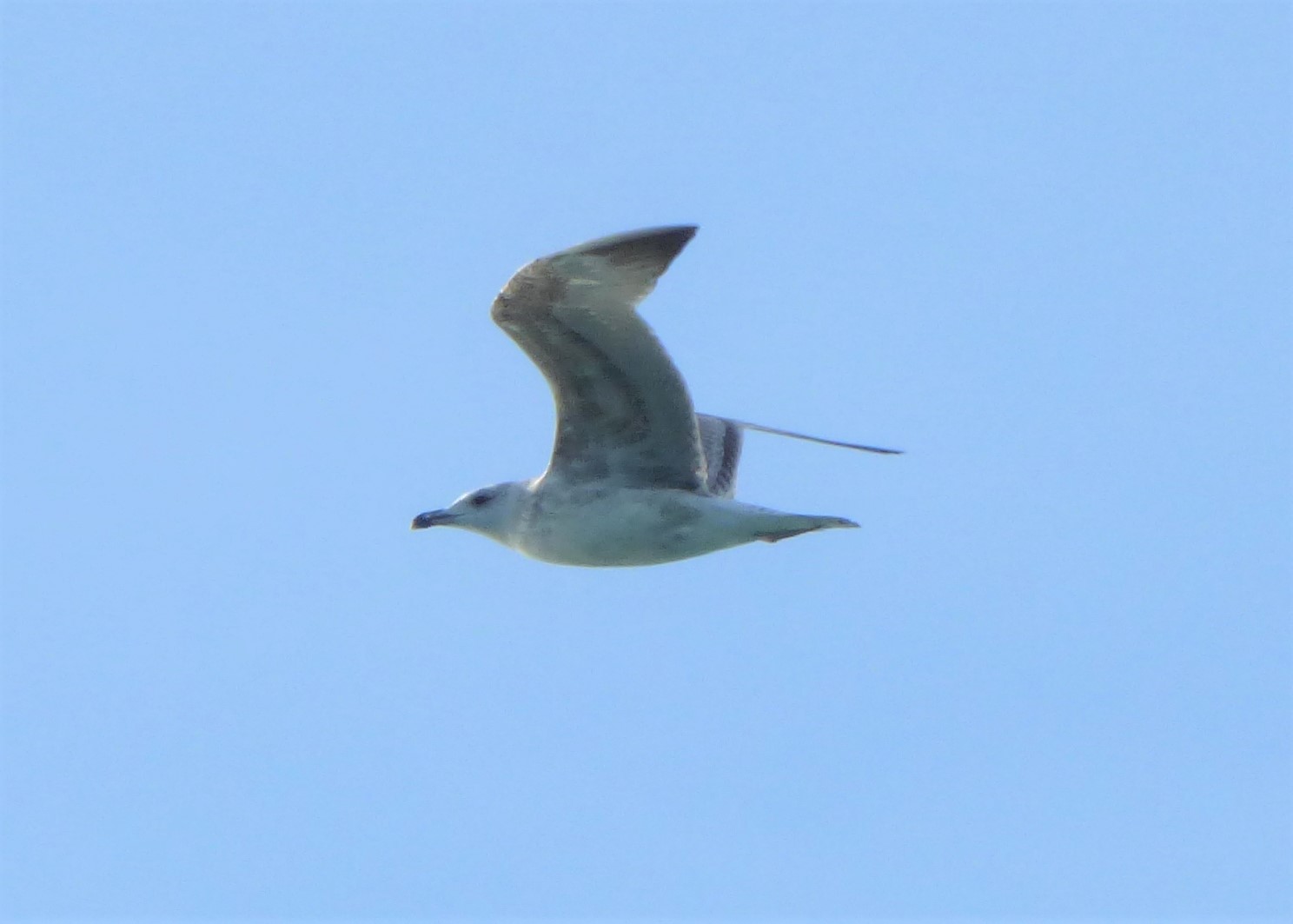 Gabbiani da identificare: Gabbiani reali mediterranei (Larus michahellis)